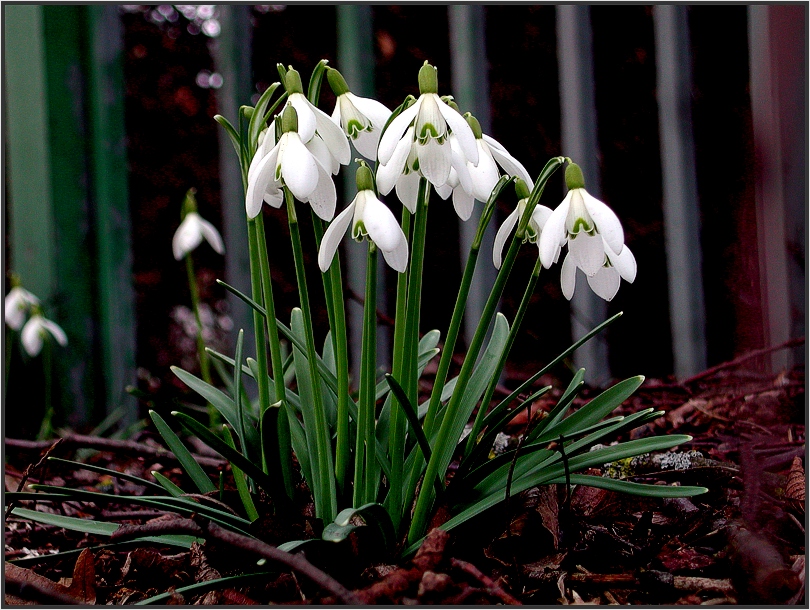 Frühling, ja du bist's....