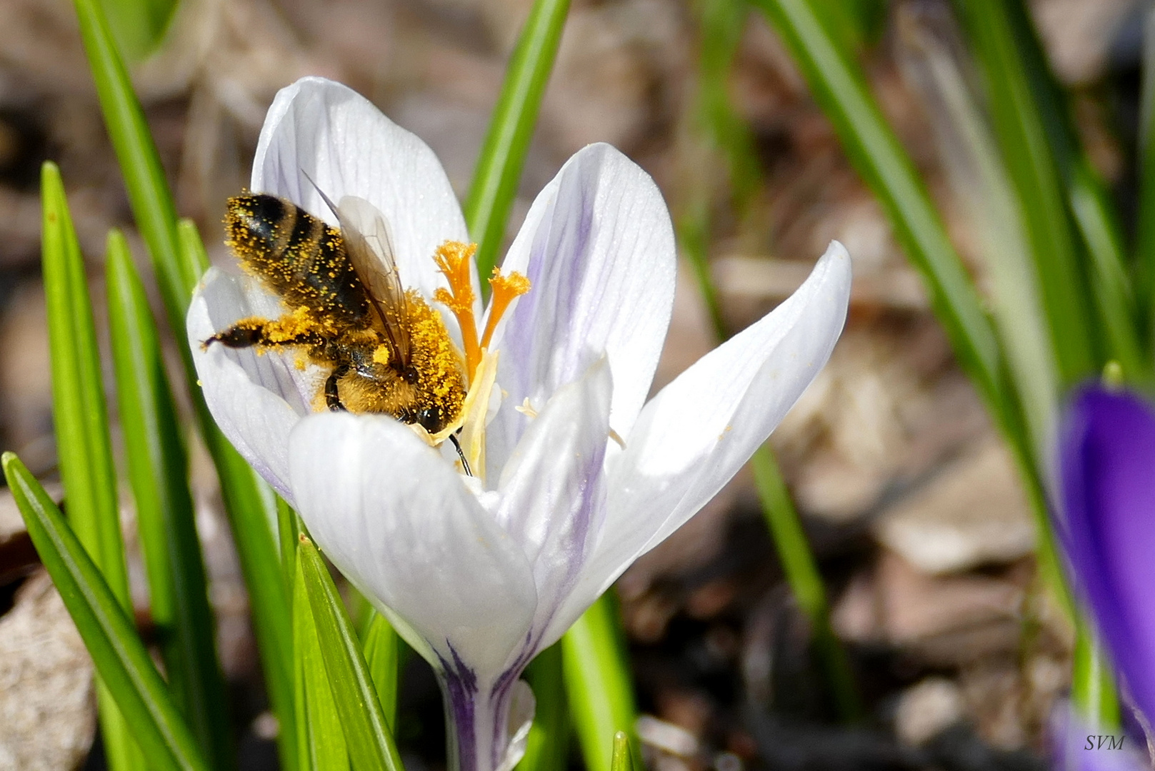 Frühling, ja Du bist`s !