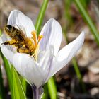 Frühling, ja Du bist`s !