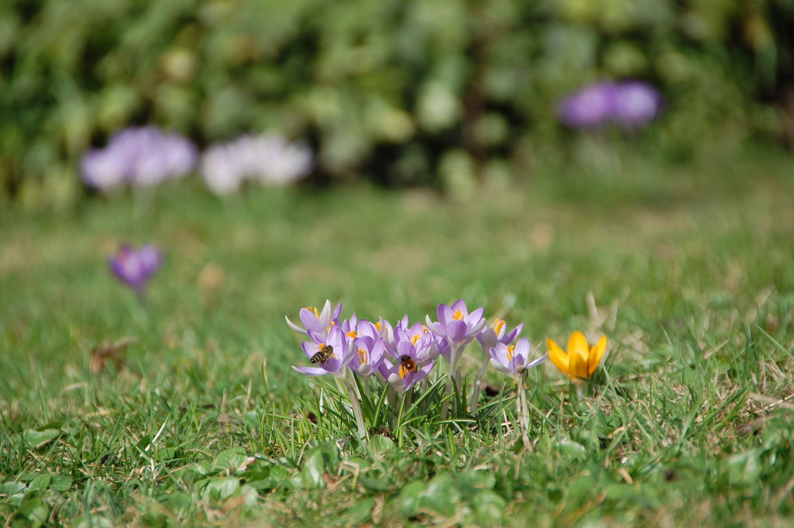 " Frühling, ja Du bist's... "