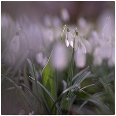 Frühling, ja er ists!