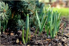 Frühling. Ja, er ist´s!