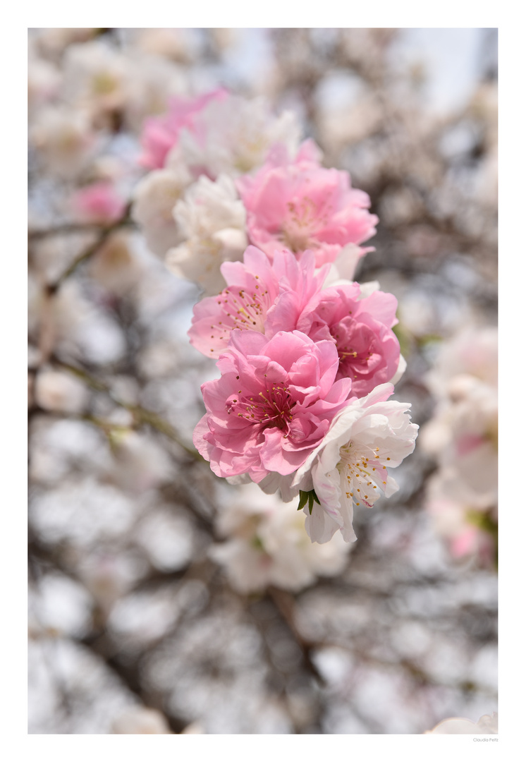 Frühling, Japan 2019