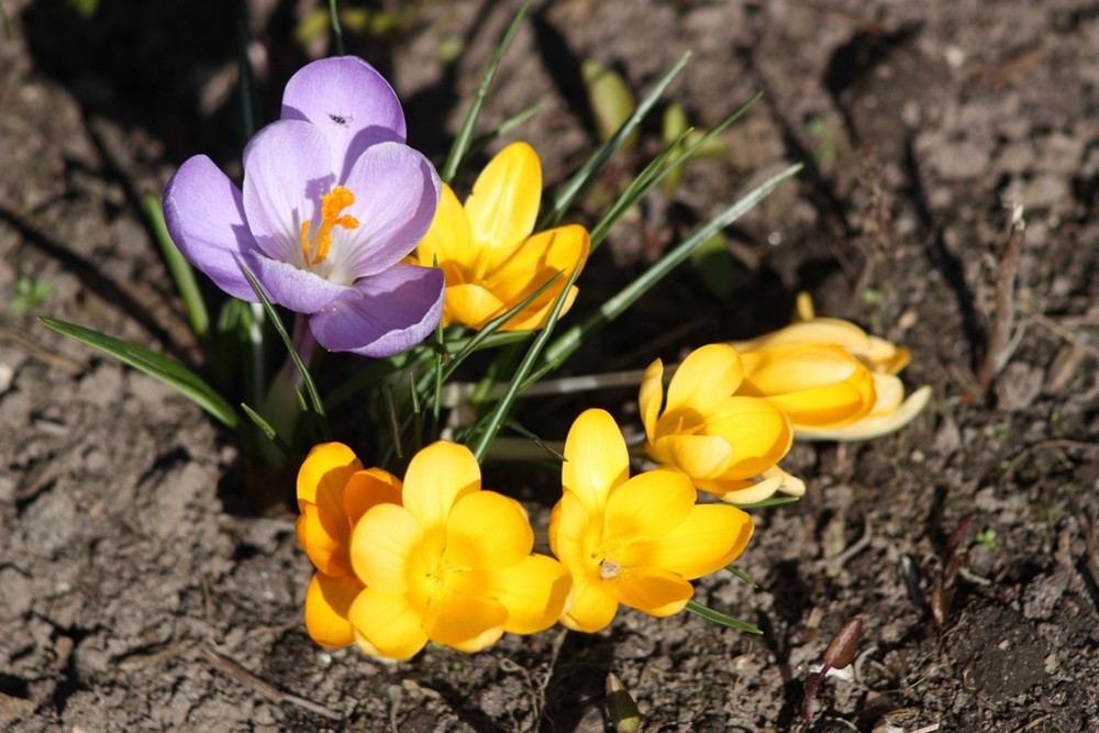 Frühling , jetzt ist er da !!!