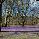 Frühling juchhe ...