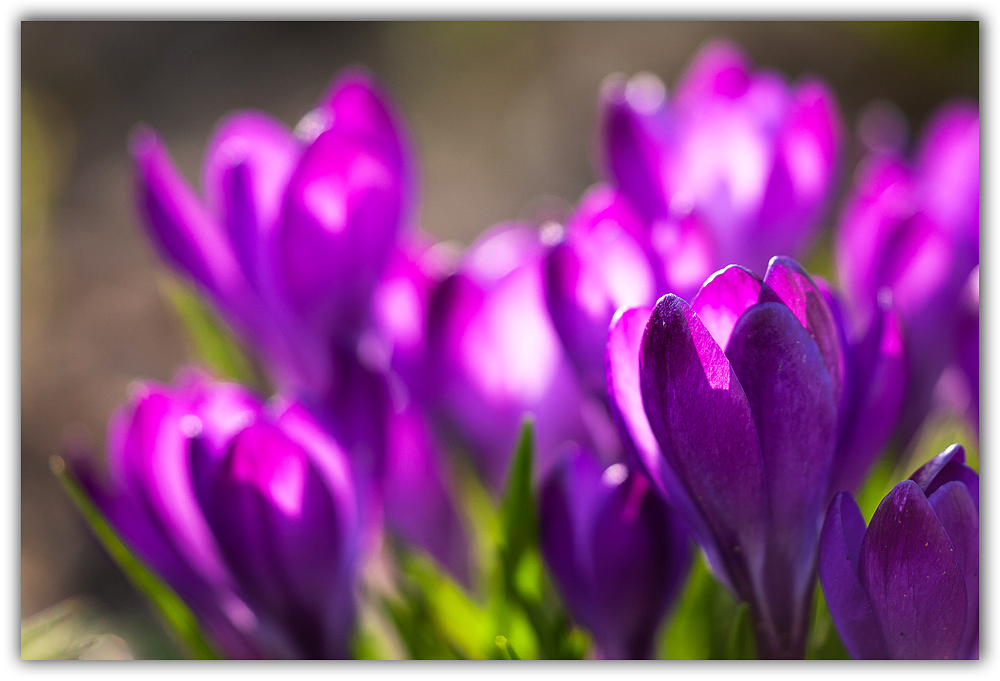 Frühling juchhe!