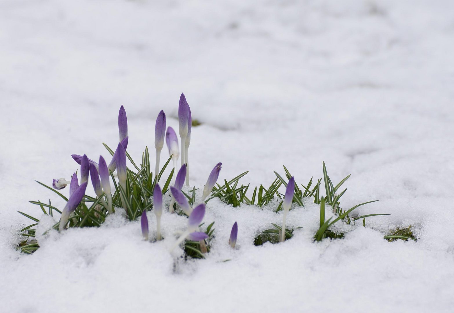 Frühling kämpft sich ans Licht