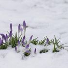 Frühling kämpft sich ans Licht