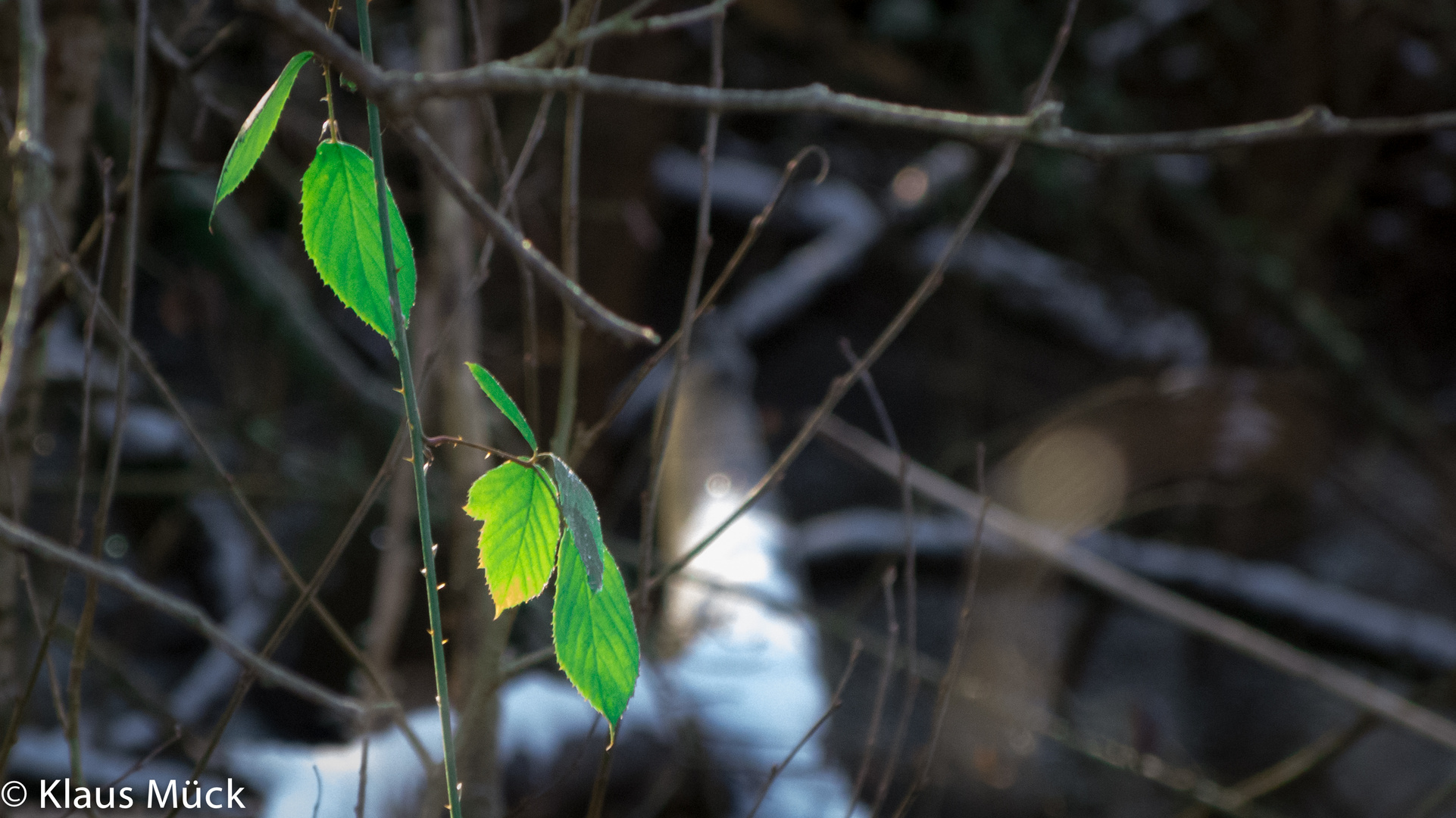 Frühling kämpft sich durch