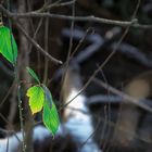 Frühling kämpft sich durch