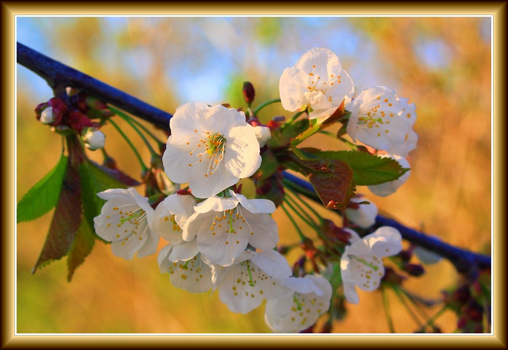 Frühling kann so schön sein