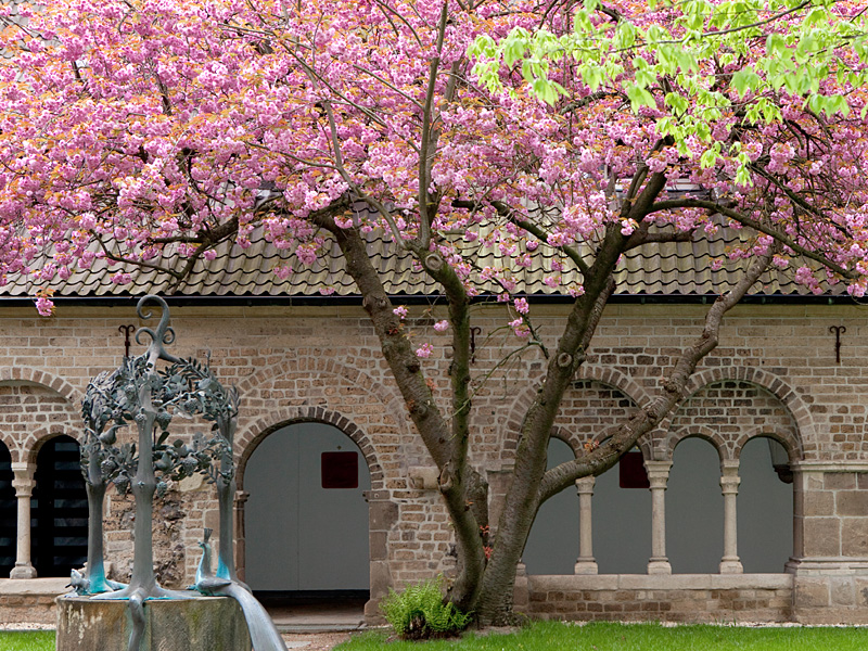 Frühling - Kirschbaumblüte - Abtei Duisburg-Hamborn