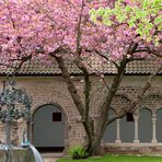 Frühling - Kirschbaumblüte - Abtei Duisburg-Hamborn