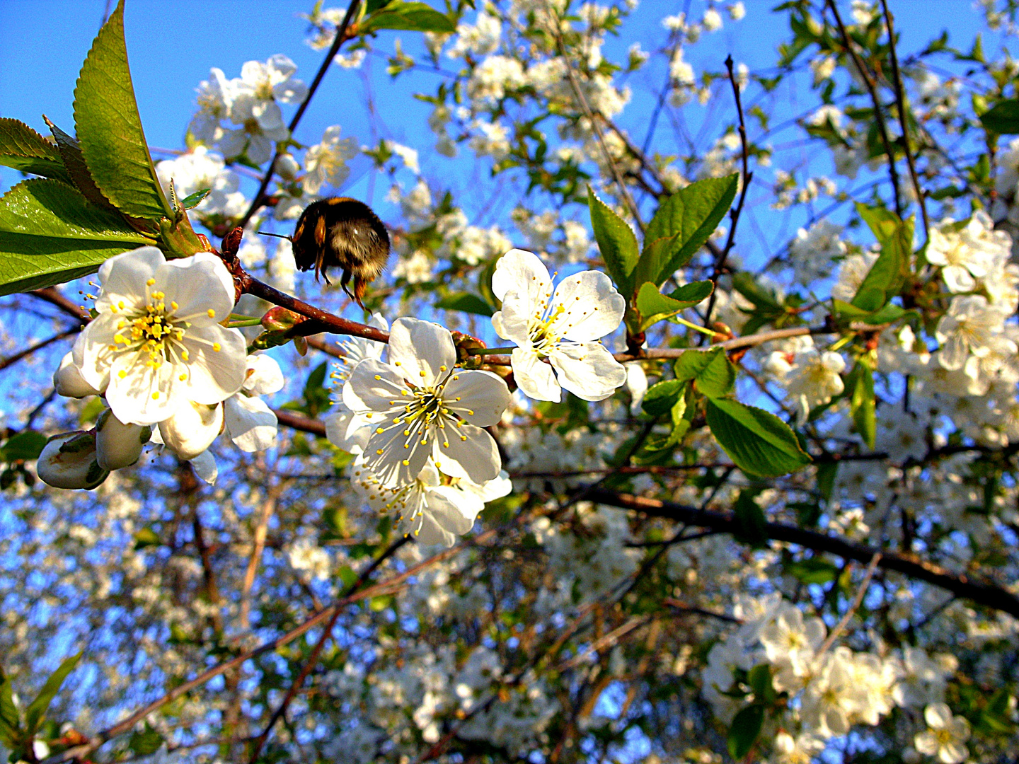 Frühling - "Kleine fleißige Hummel im Apfelblütenmeer"