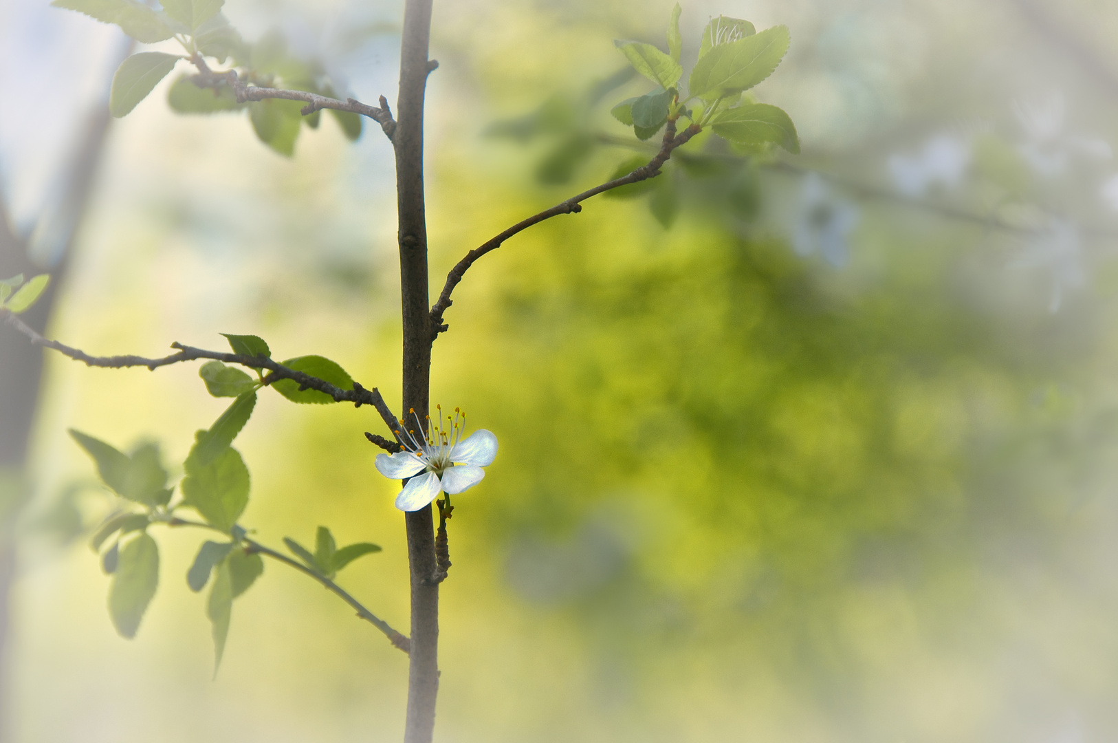 Frühling - kleine Kostbarkeiten