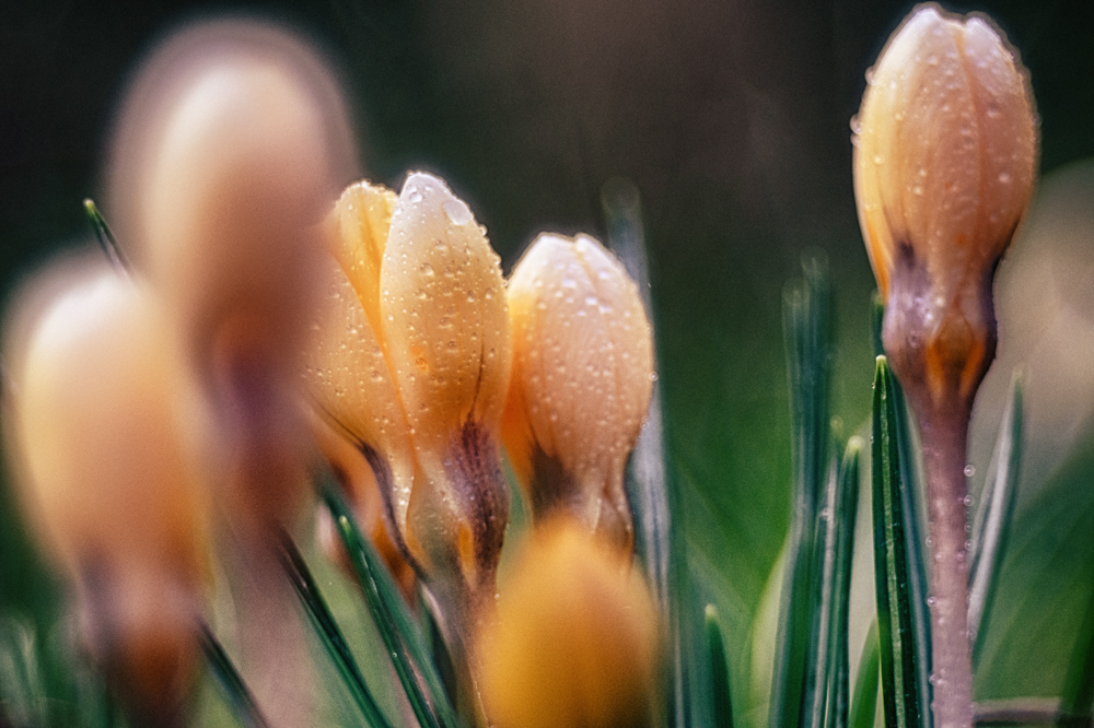 Frühling klopft an