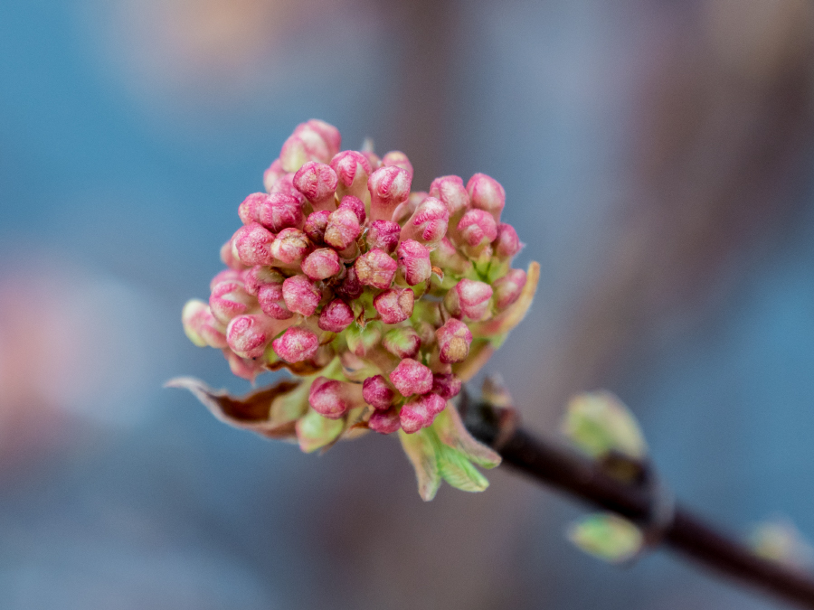 Frühling Knospen