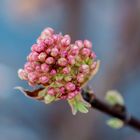 Frühling Knospen