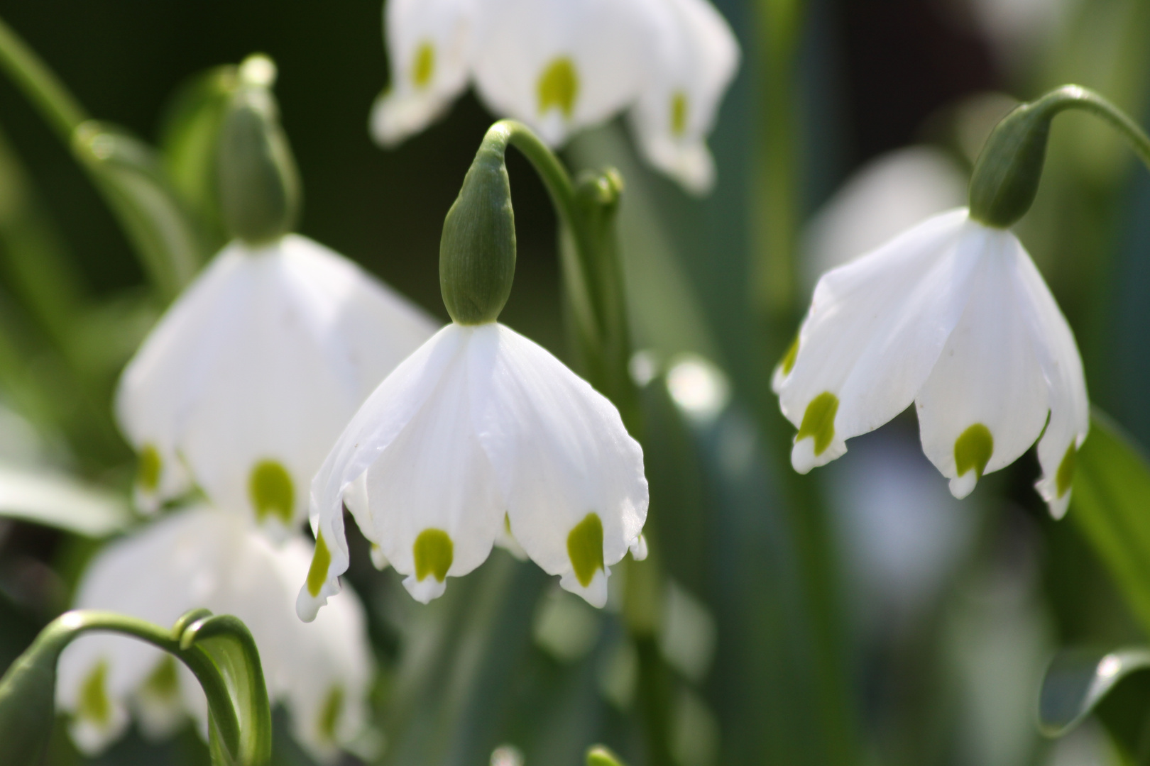 Frühling-Knotenblume (Leucojum Vernum)