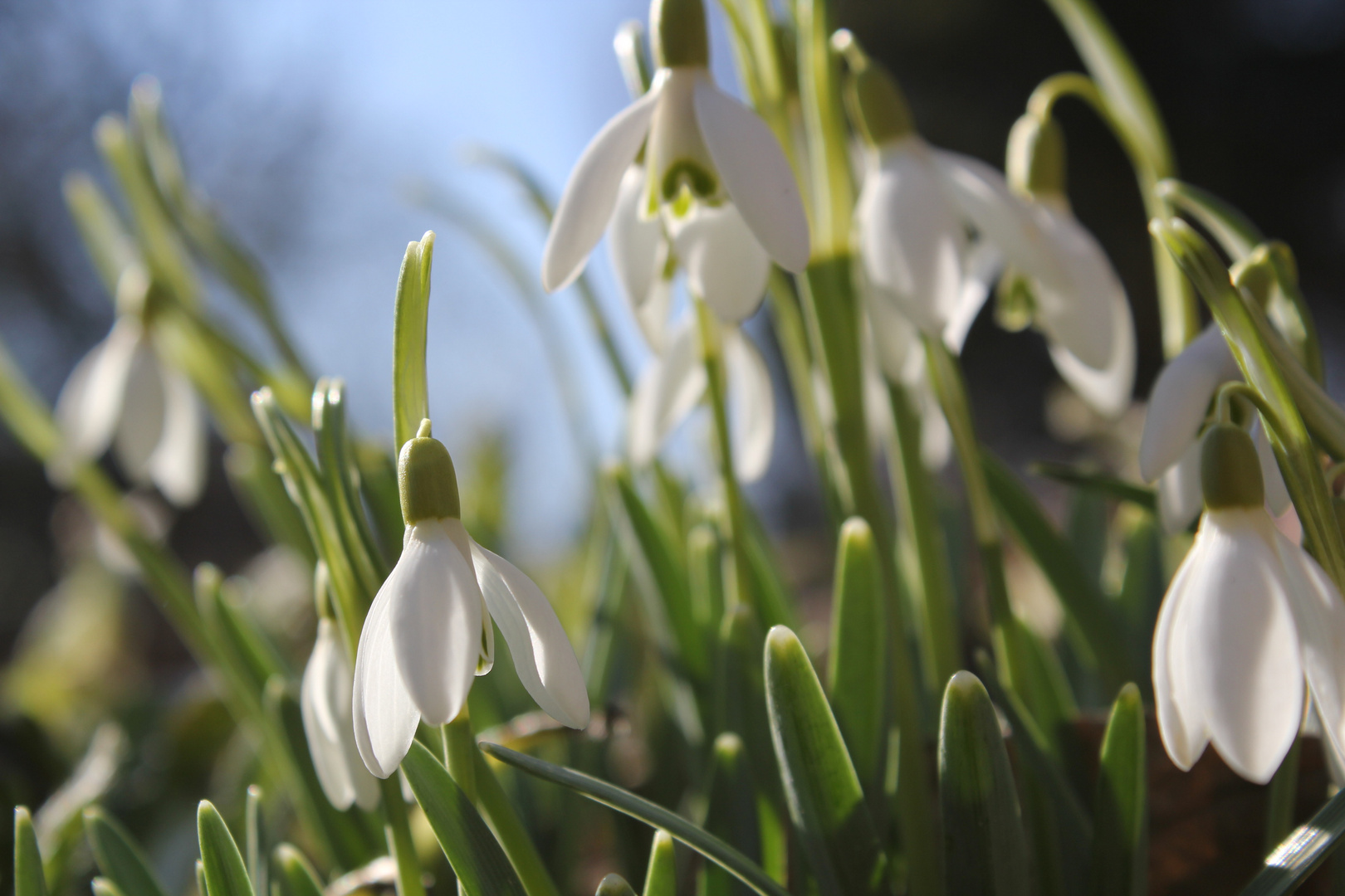 Frühling komm...