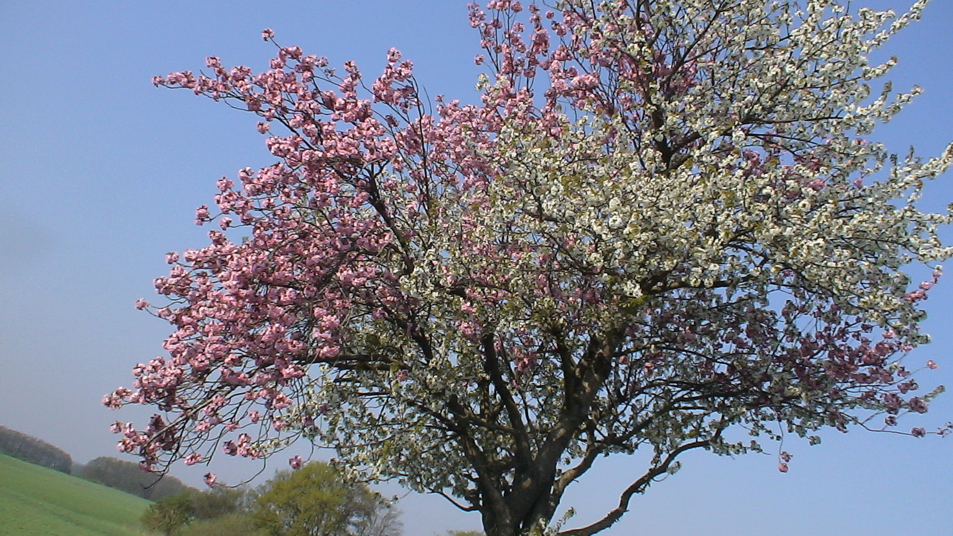 Frühling komm schnell !