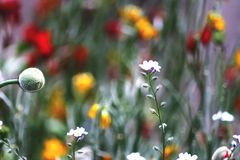 Frühling, komm schnell!