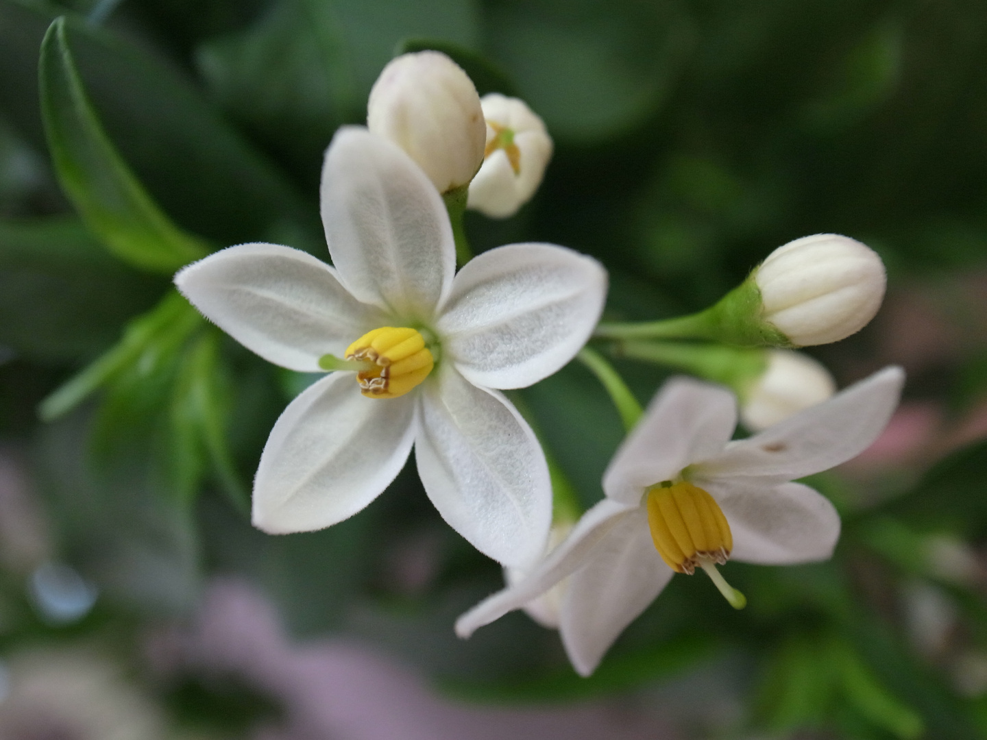 Frühling, komm zu mir!