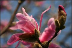 Frühling komm zurück