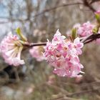 Frühling komme schneller:)