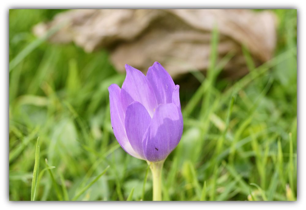 Frühling komme was wolle