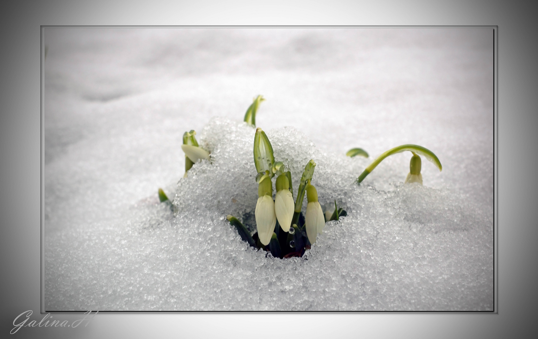 Frühling kommt