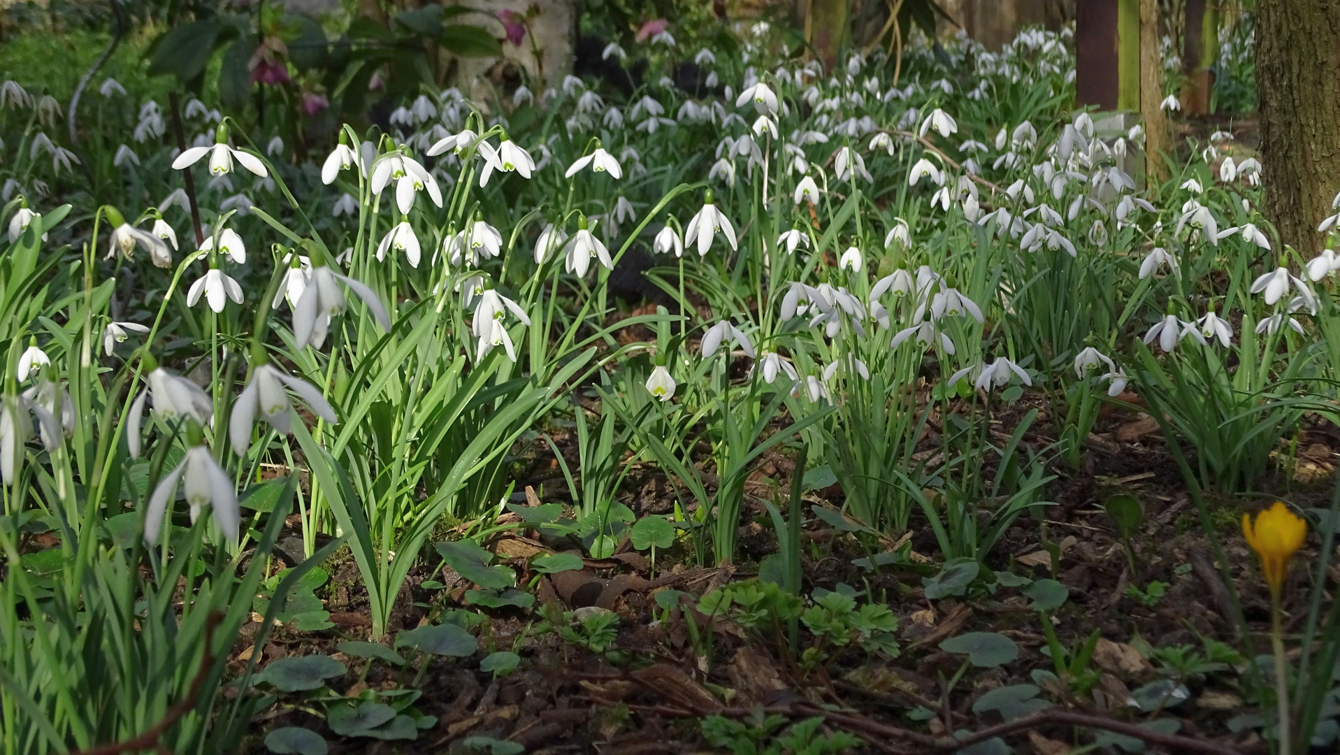 Frühling kommt !