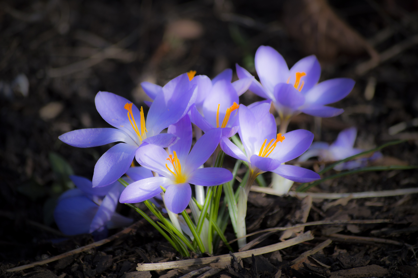 Frühling kommt