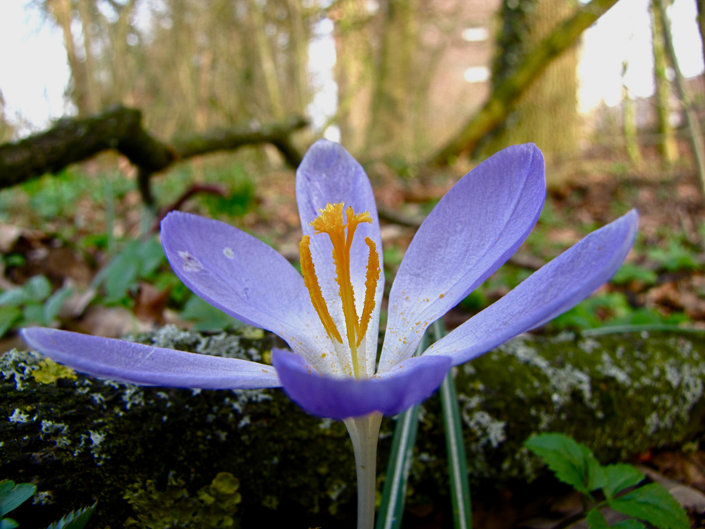 Frühling kommt