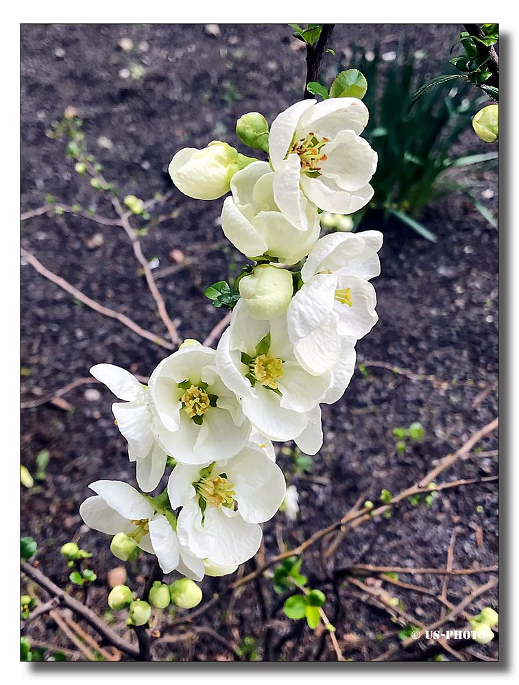 Frühling kommt