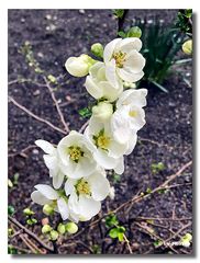 Frühling kommt