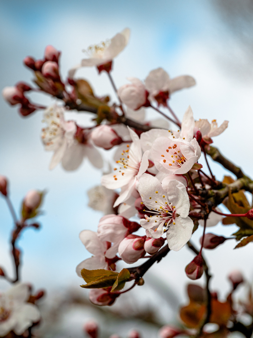 Frühling kommt