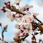 Frühling kommt