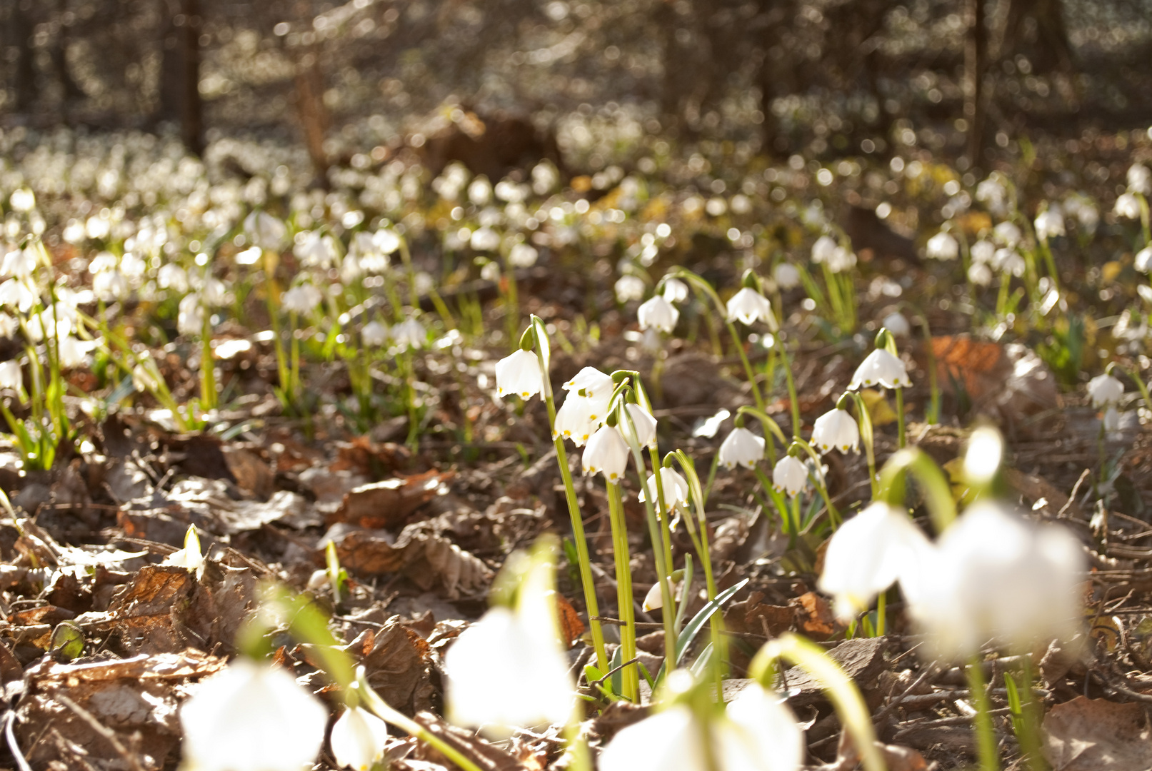 Frühling kommt