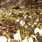 Frühling kommt