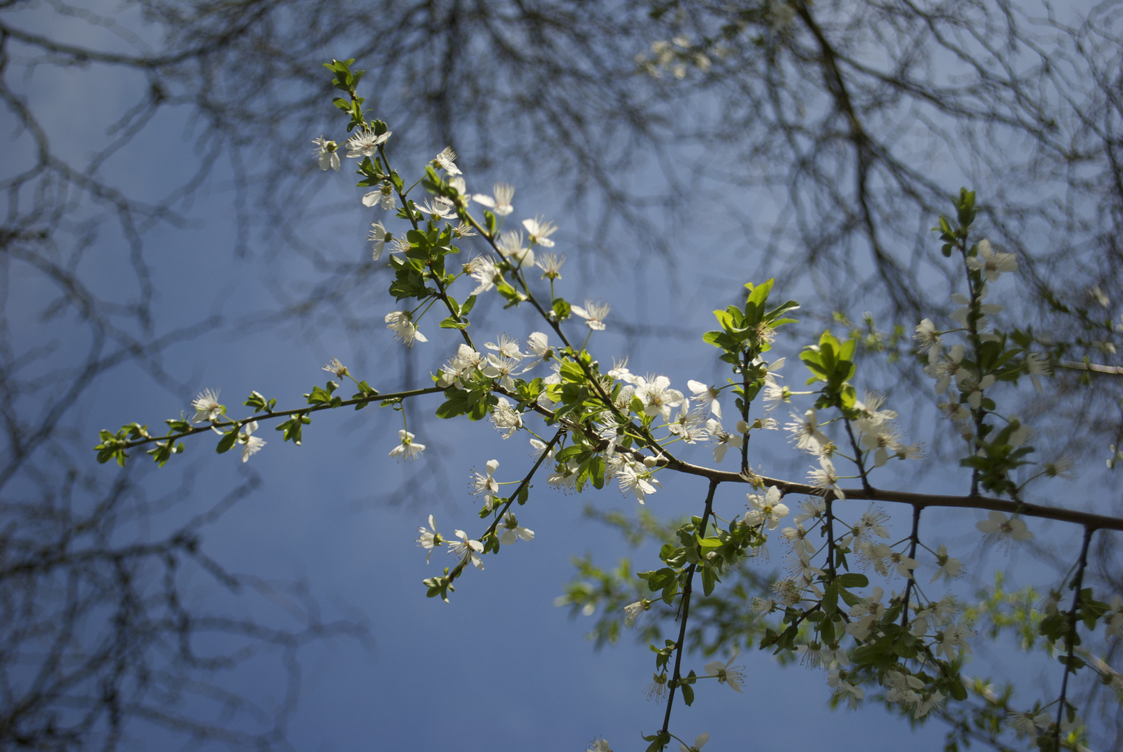 Frühling kommt