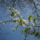 Frühling kommt