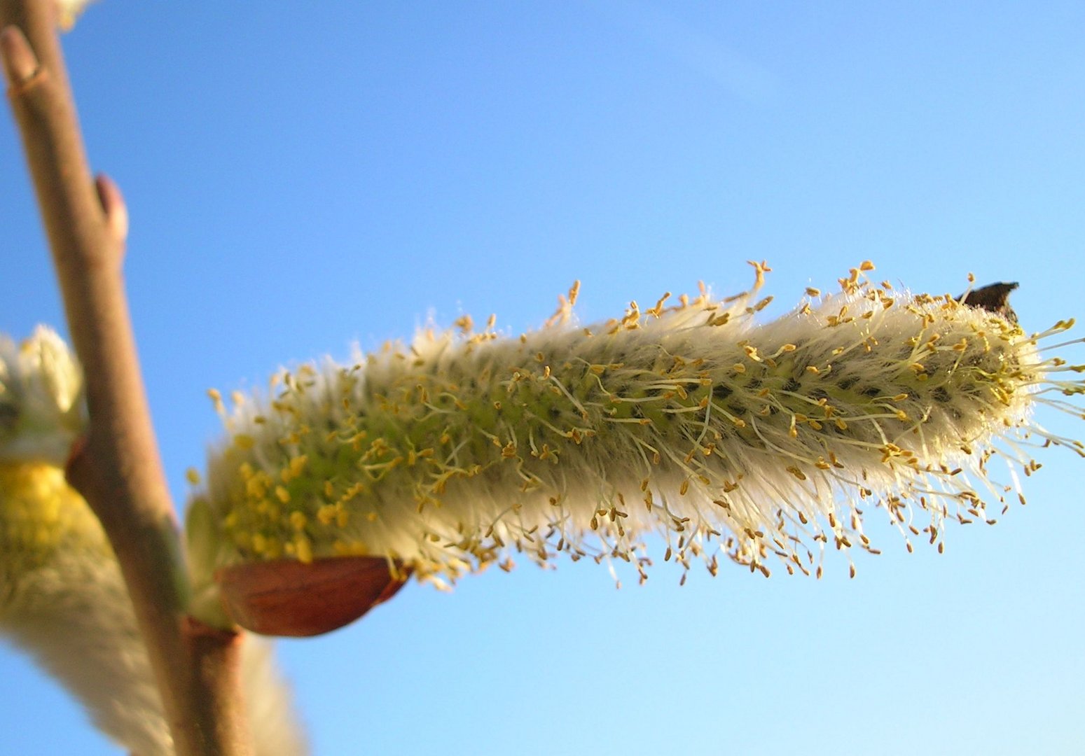 Frühling kommt