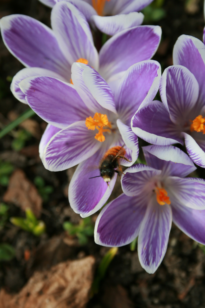 Frühling kommt :)