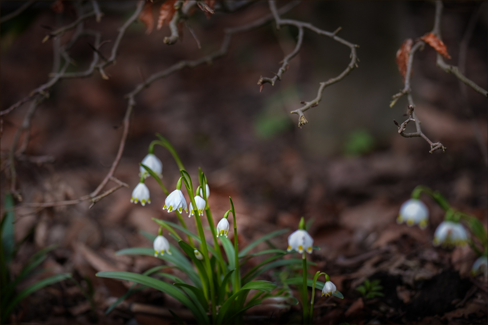 Frühling kommt .....