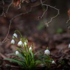 Frühling kommt .....