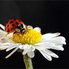 Frühling kommt