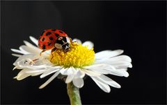 Frühling kommt