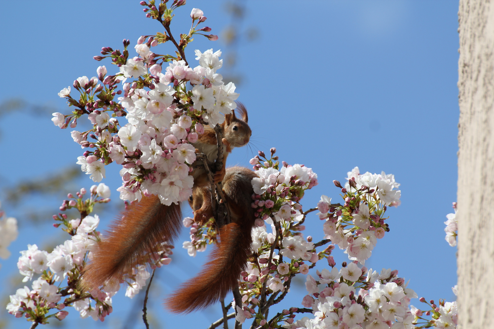 Frühling kommt