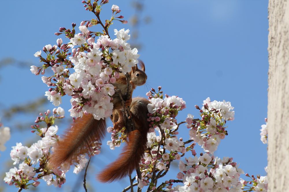 Frühling kommt von M. Raschemann 